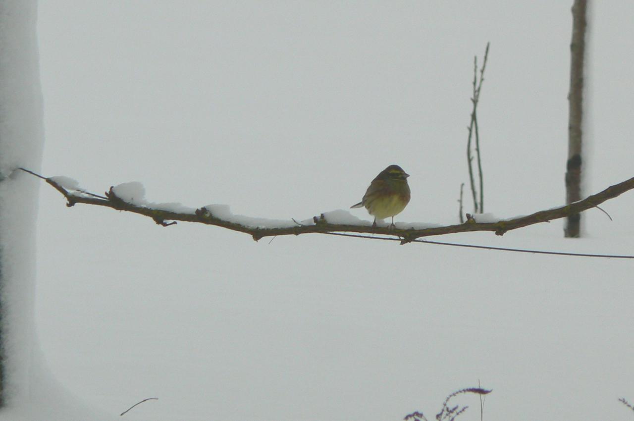 15  Une mésange