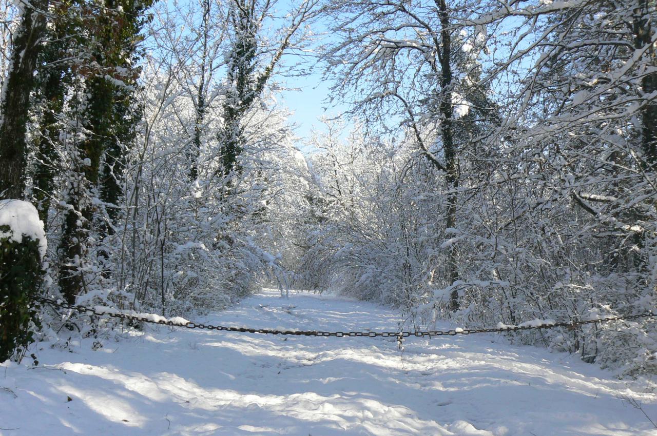 16  Une allée du Bois Neuf